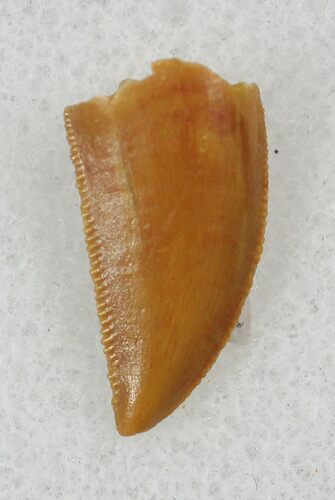 Nice Raptor Tooth From Morocco - #26053